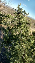 Condalia correllii