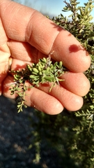 Condalia correllii