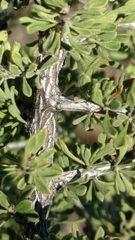 Condalia correllii