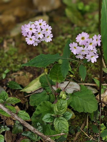 Primula obconica, 2026-04-08