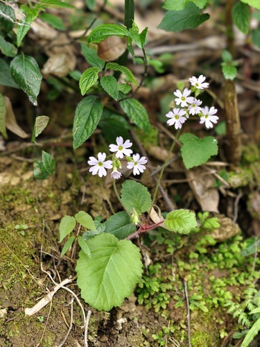 Primula obconica, 2026-04-08