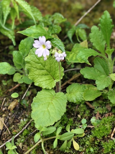 Primula obconica, 2026-04-08
