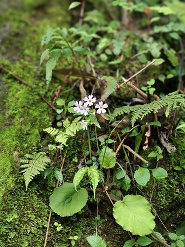 Primula obconica, 2026-04-08