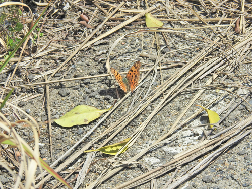 Asian Comma
