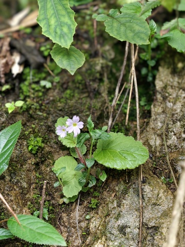 Primula obconica, 2026-04-08