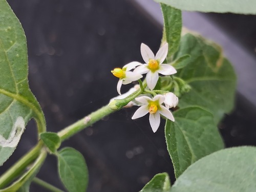 American black nightshade