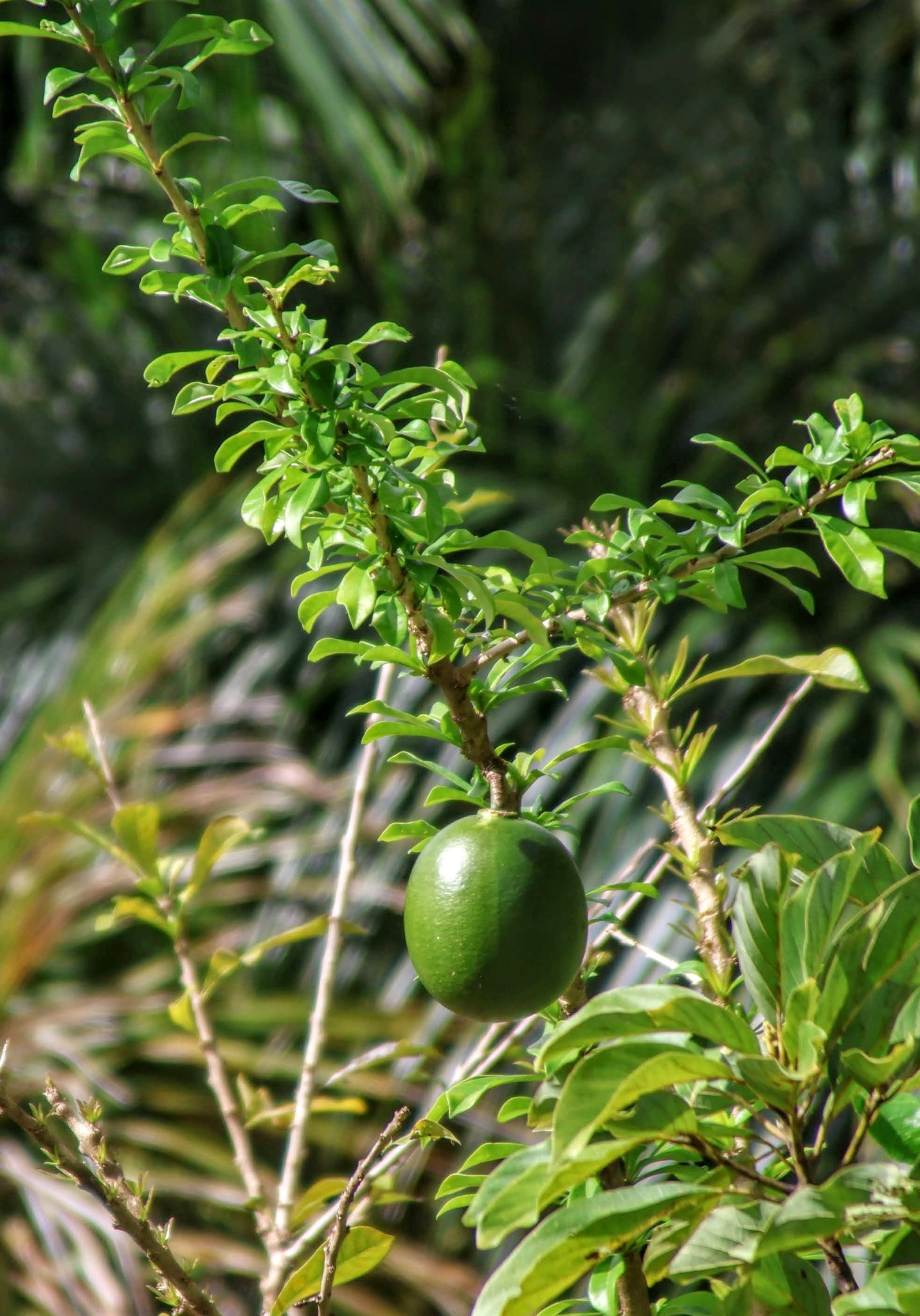 Common Calabash Tree (Crescentia cujete)