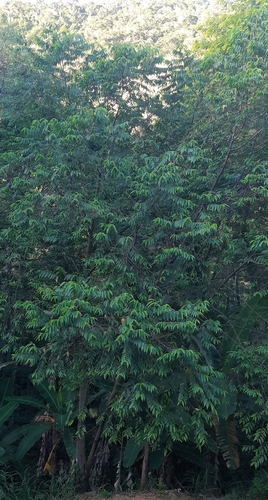Nettletree