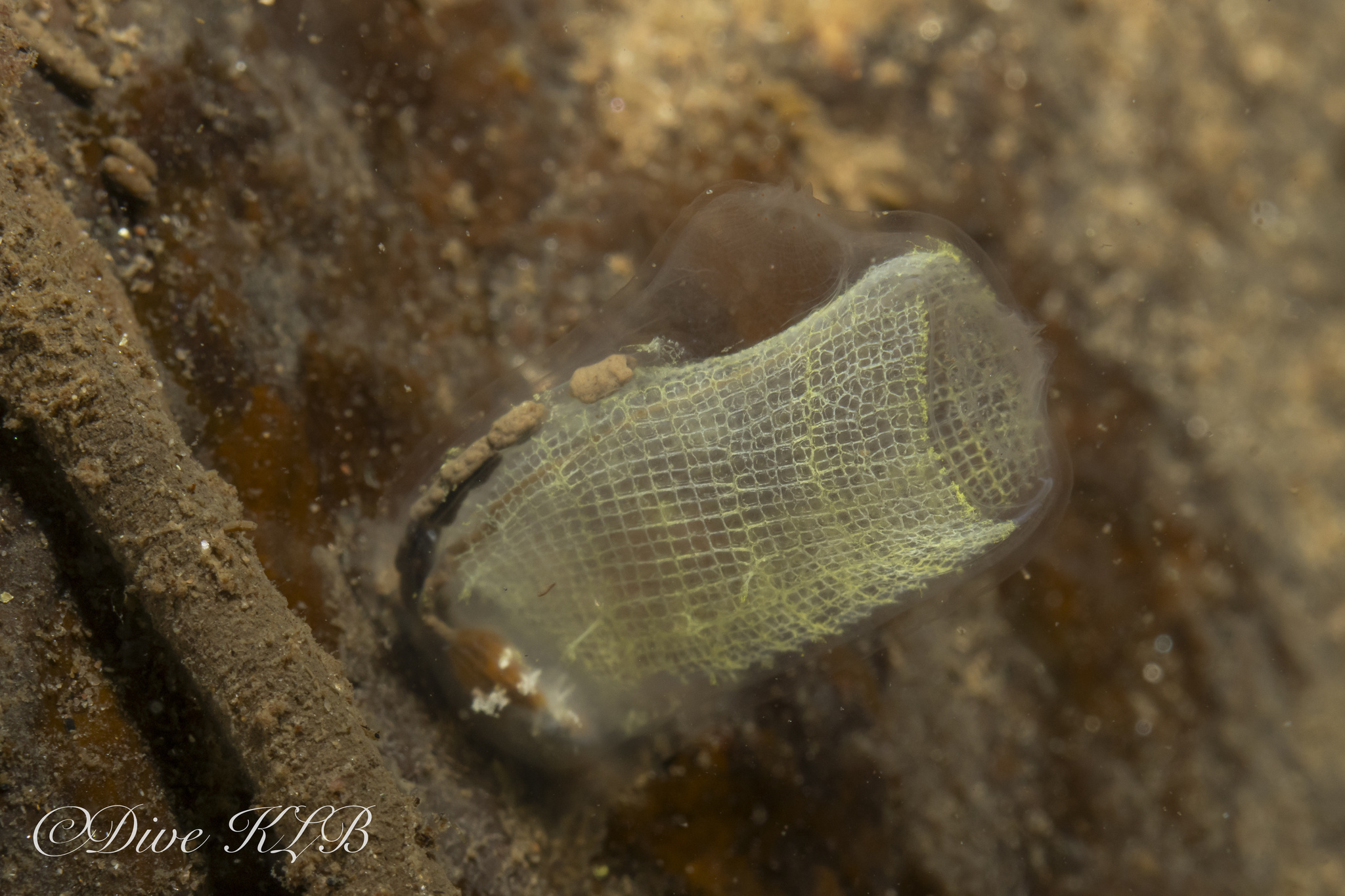 Corella parallelogramma (Müller, 1776)