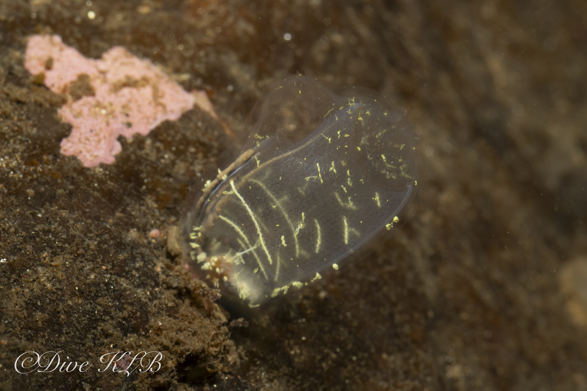 Corella parallelogramma (Müller, 1776)