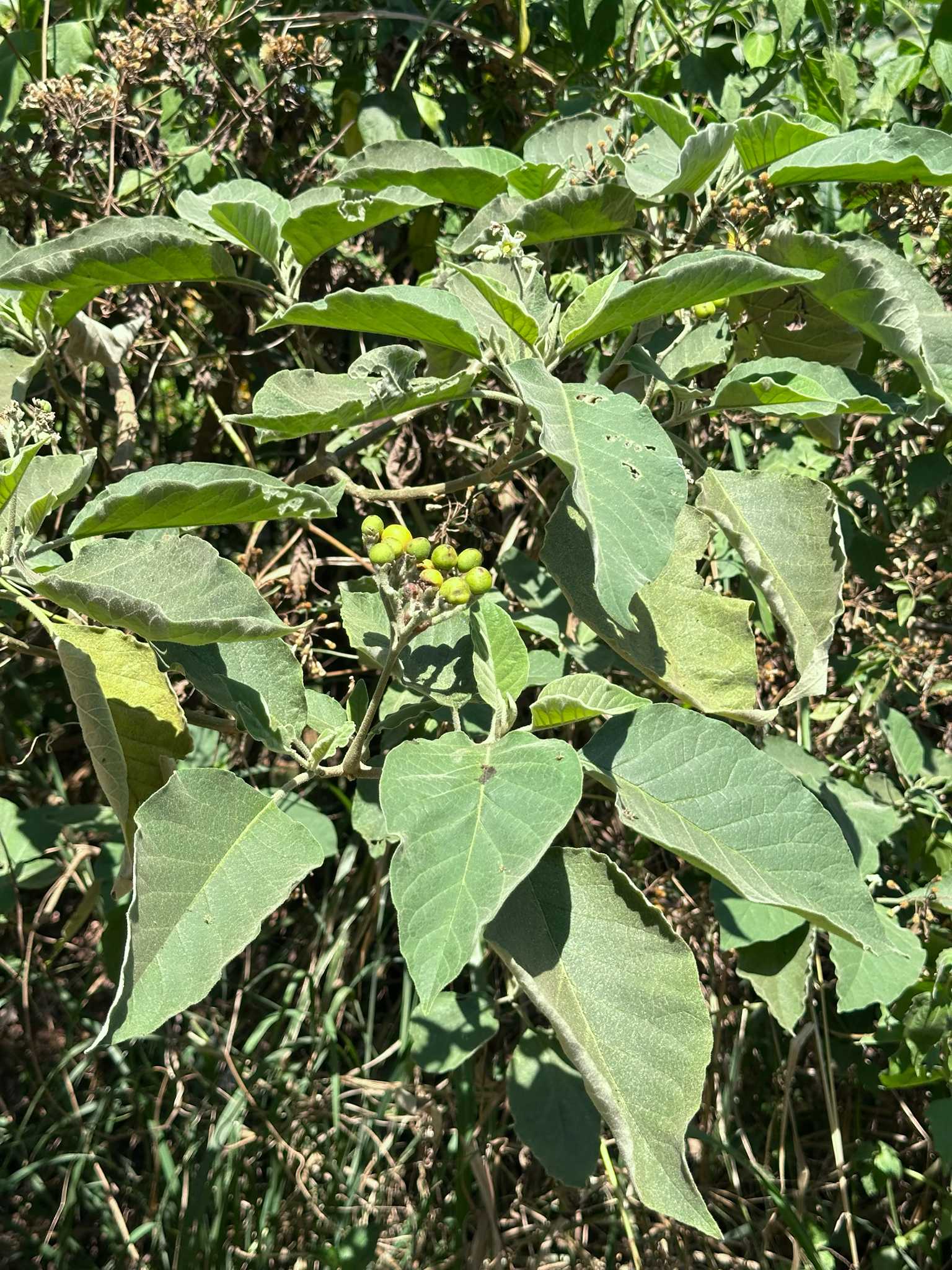 Solanum erianthum (Solanum erianthum)