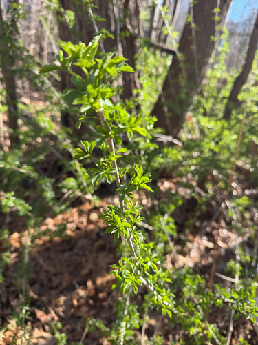 Five-fingered Aralia (Eleutherococcus sieboldianus)