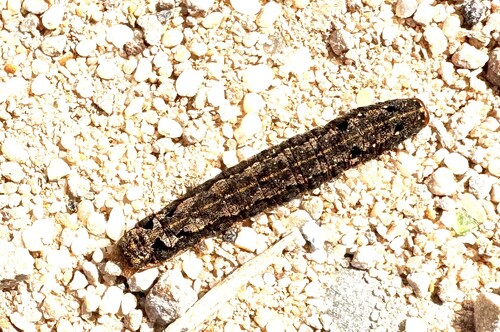 Mediterranean Brocade