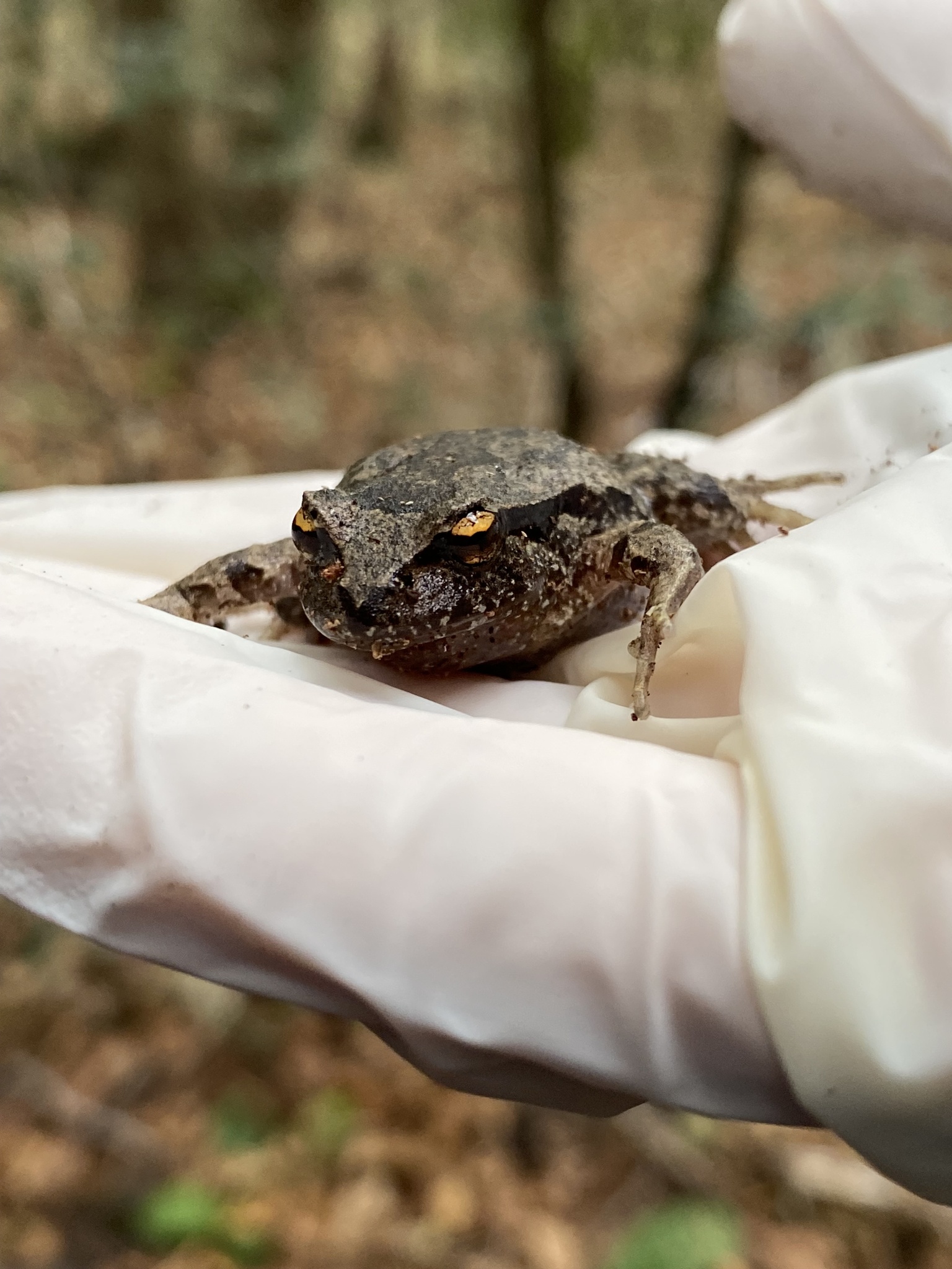 Eupsophus nahuelbutensis Ortiz & Ibarra-Vidal, 1992