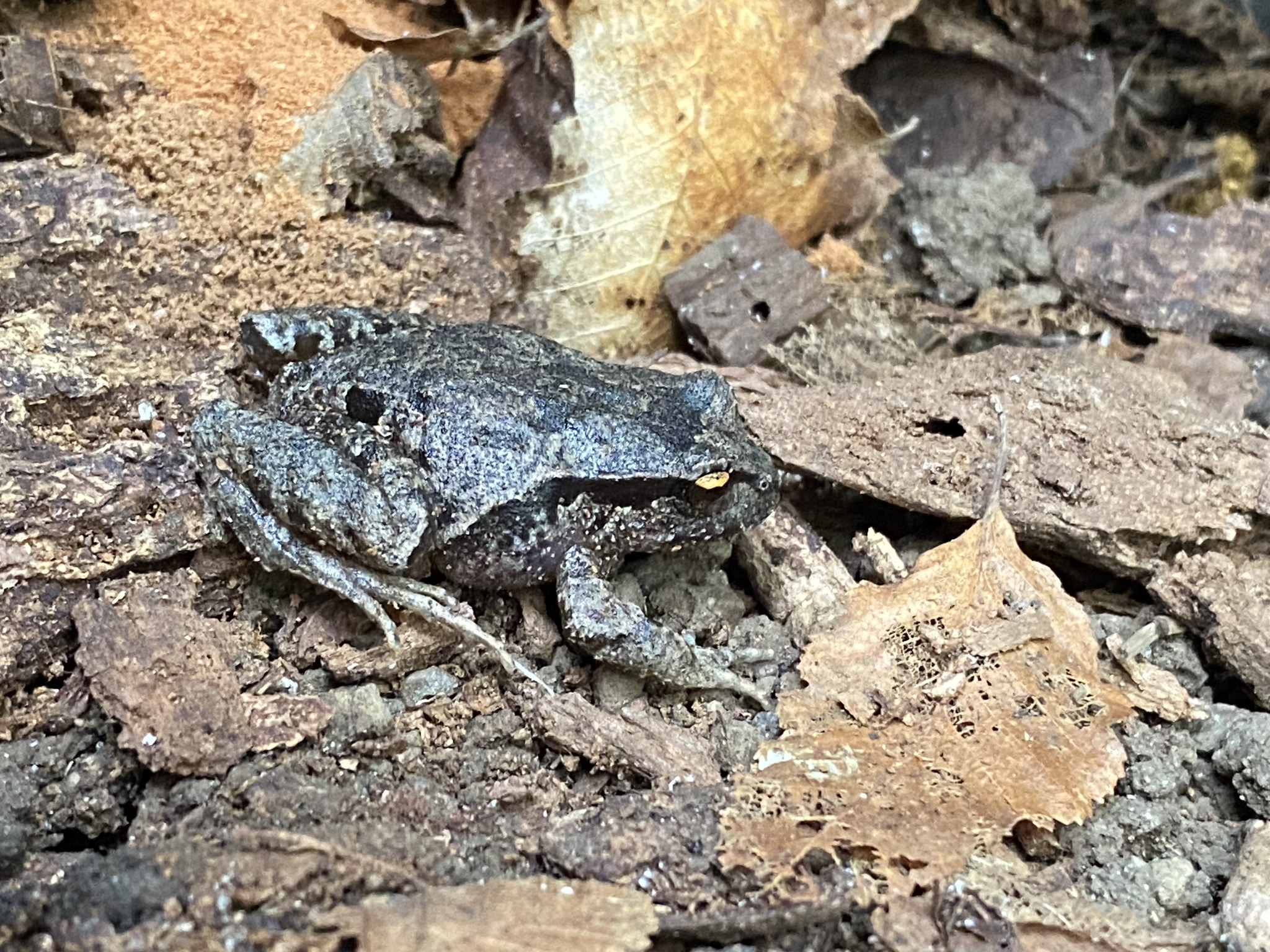 Eupsophus nahuelbutensis Ortiz & Ibarra-Vidal, 1992