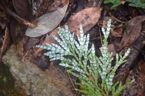 Fokienia hodginsii observed 2026-04-05