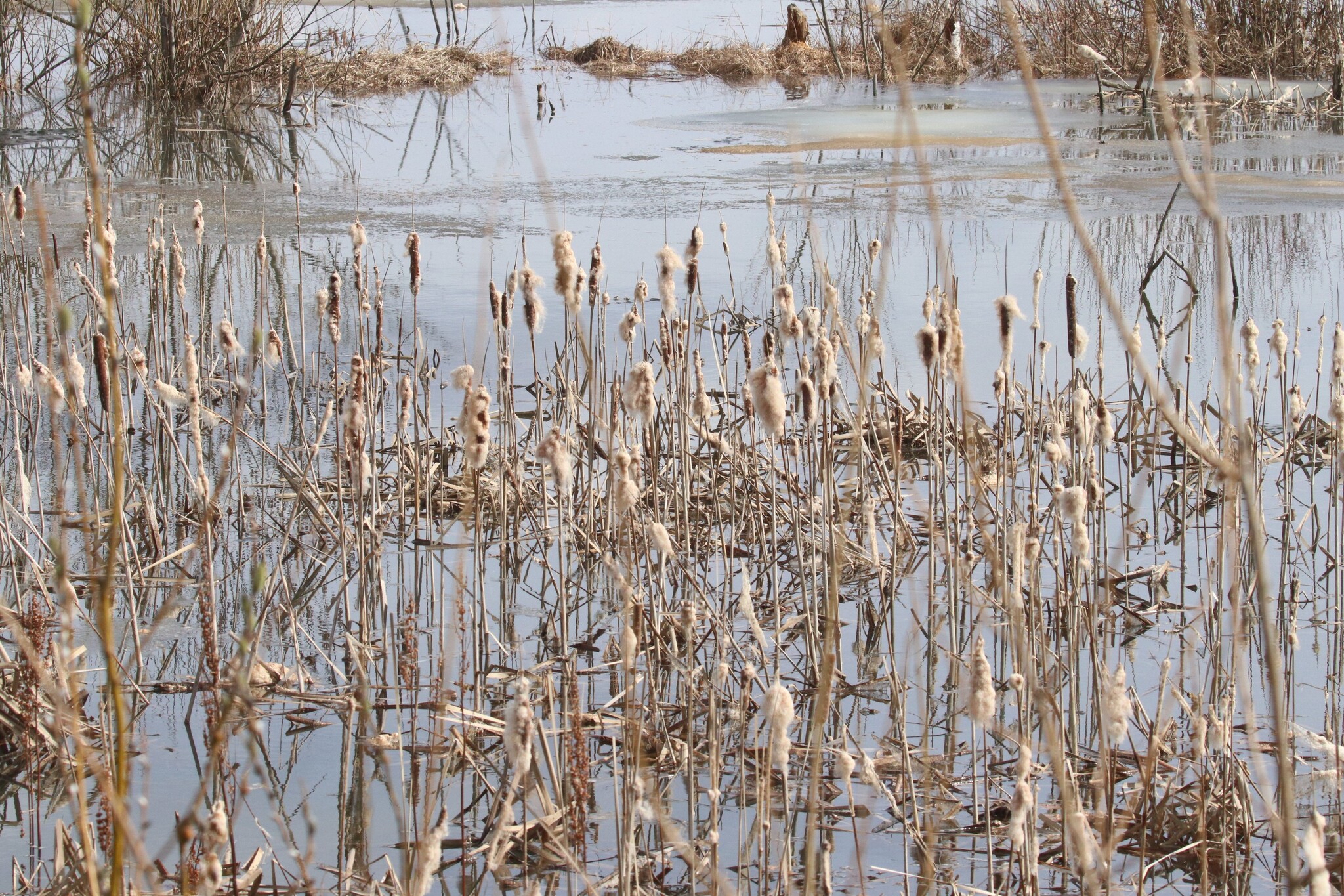Broadleaf Cattail (Typha latifolia)
