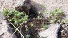 Stylocline micropoides