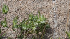 Stylocline micropoides