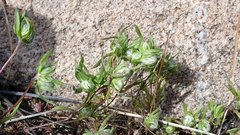 Stylocline micropoides