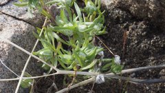 Stylocline micropoides