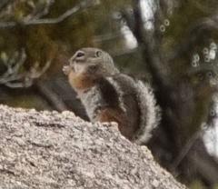 Ammospermophilus interpres