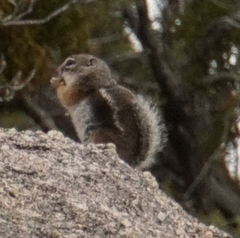 Ammospermophilus interpres