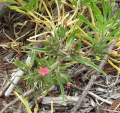 Collomia biflora