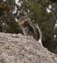 Ammospermophilus interpres