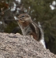 Ammospermophilus interpres