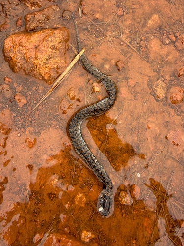 Nyanga Rinkhals