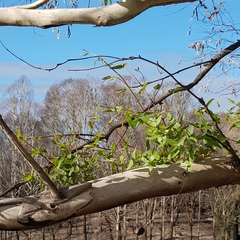 Eucalyptus stellulata