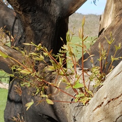 Eucalyptus stellulata