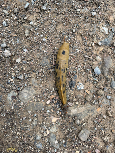 iNaturalist observation photo of Button's Banana Slug