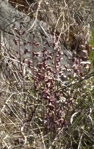 Grass Orchid (Eulophia nuda)
