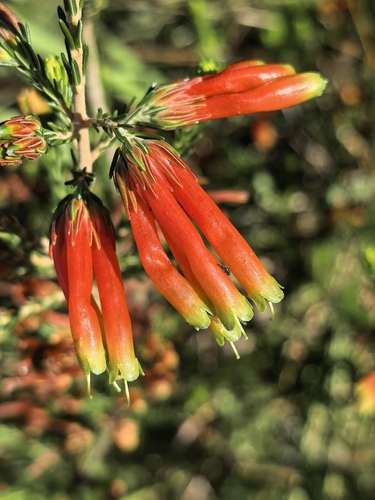 George Onecolour Heath (Erica unicolor)