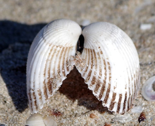 Kagoshima Blood Cockle