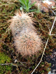 Echinocereus reichenbachii baileyi