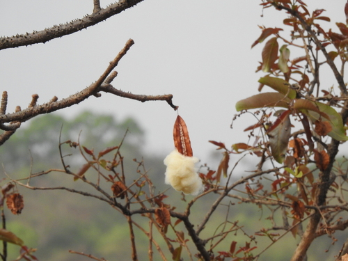 Red Silk Cottontree (Bombax ceiba)
