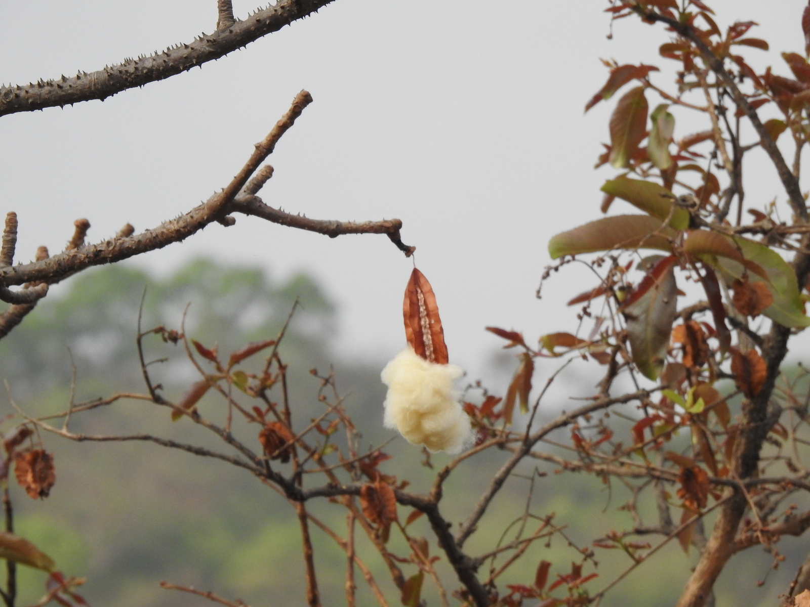 Red Silk Cottontree (Bombax ceiba)