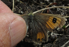 Argyrophenga janitae