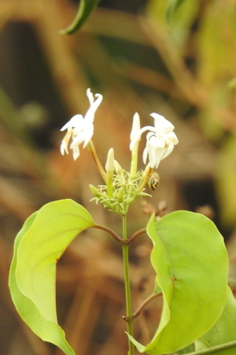 Jasminum malabaricum