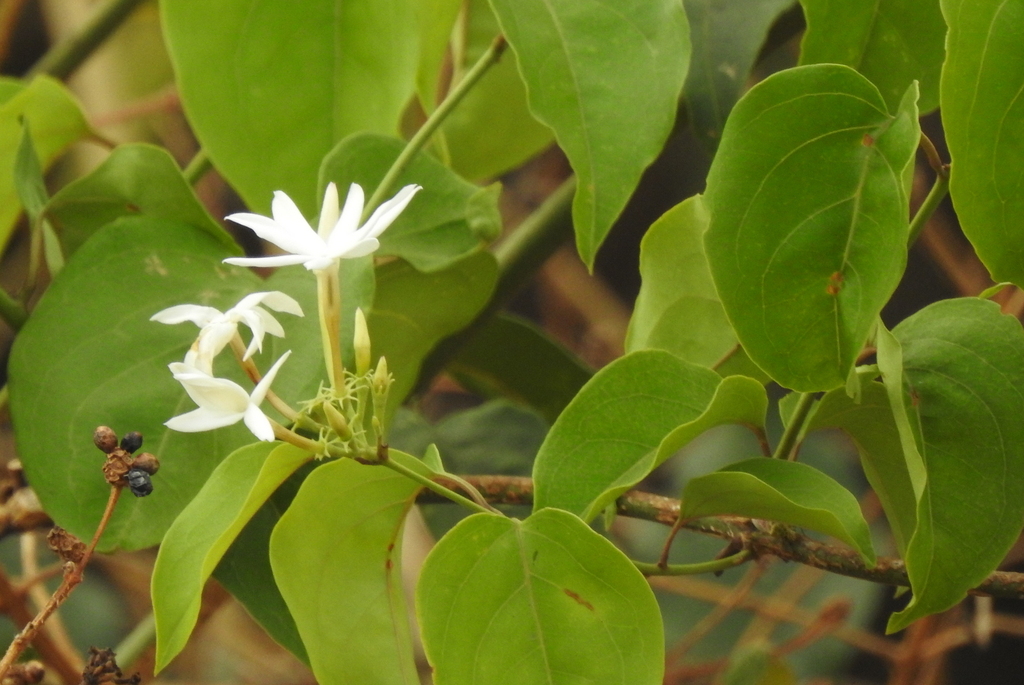 Jasminum malabaricum; photograph author not stated, no rights reserved
