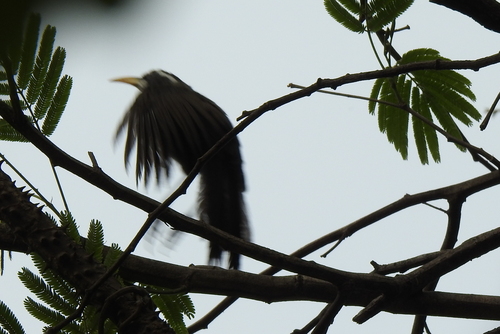 Indian Scimitar Babbler (Pomatorhinus horsfieldii), photo 1