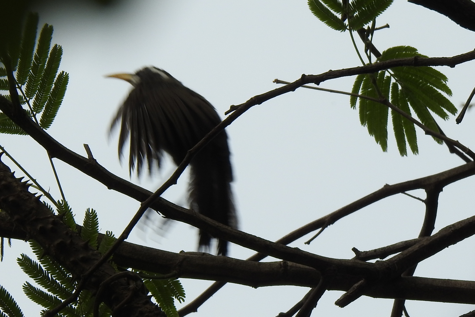 Indian Scimitar Babbler (Pomatorhinus horsfieldii), photo 1