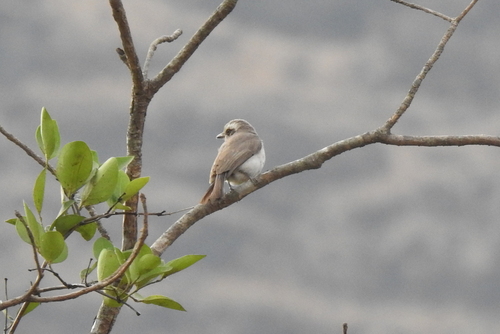Common Woodshrike (Tephrodornis pondicerianus), photo 3