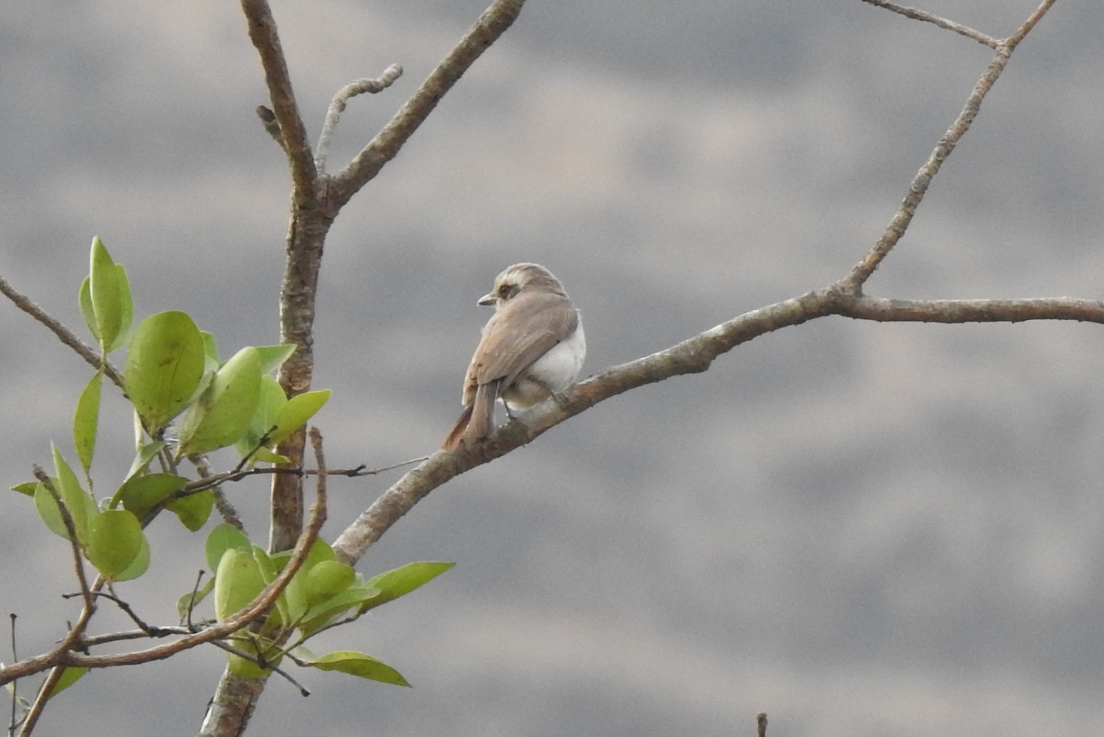 Common Woodshrike (Tephrodornis pondicerianus), photo 3