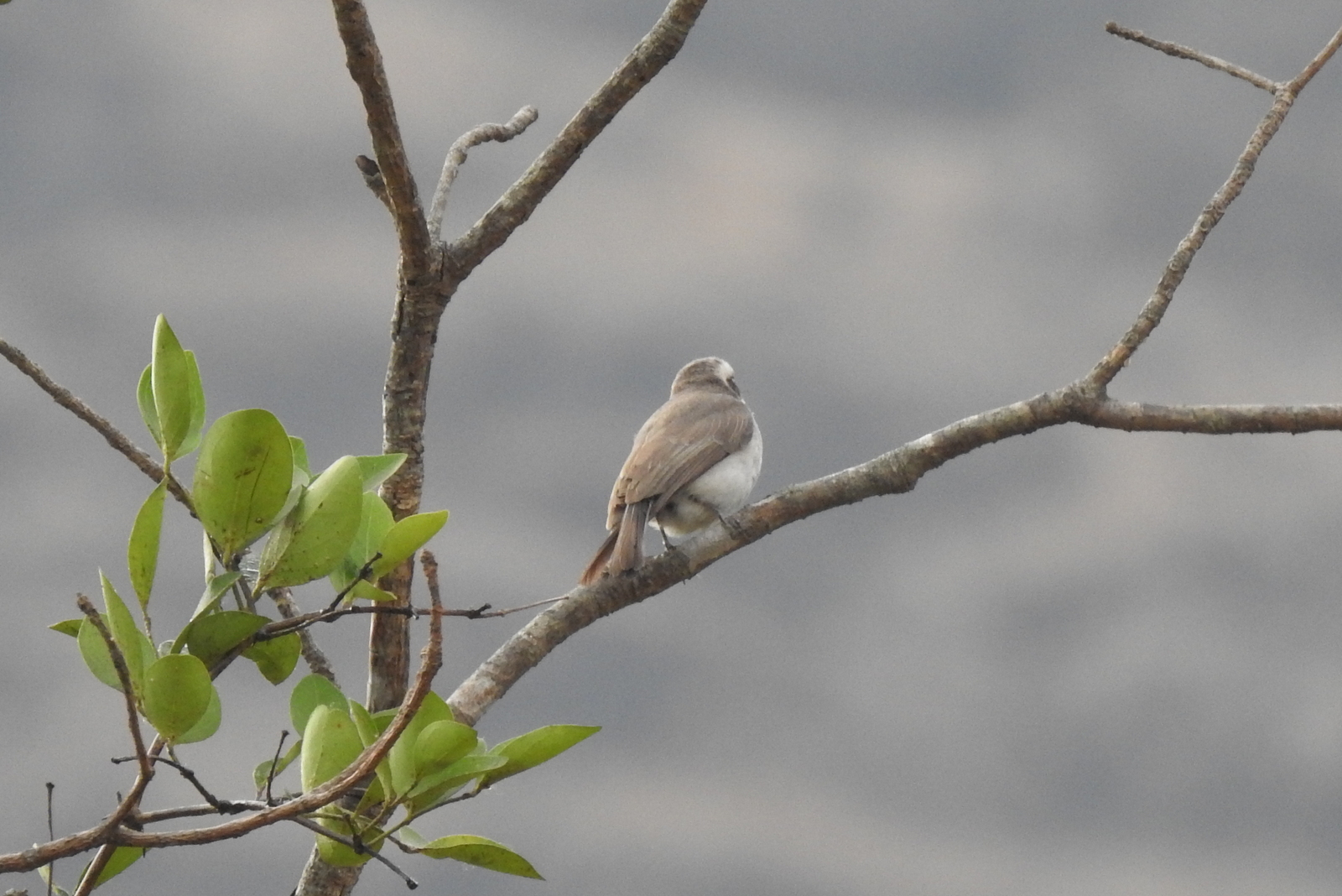Common Woodshrike (Tephrodornis pondicerianus), photo 4
