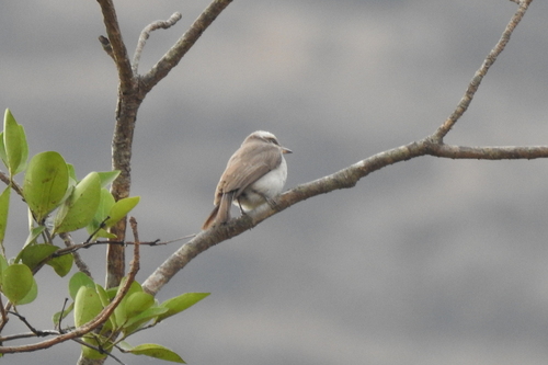 Common Woodshrike (Tephrodornis pondicerianus), photo 7
