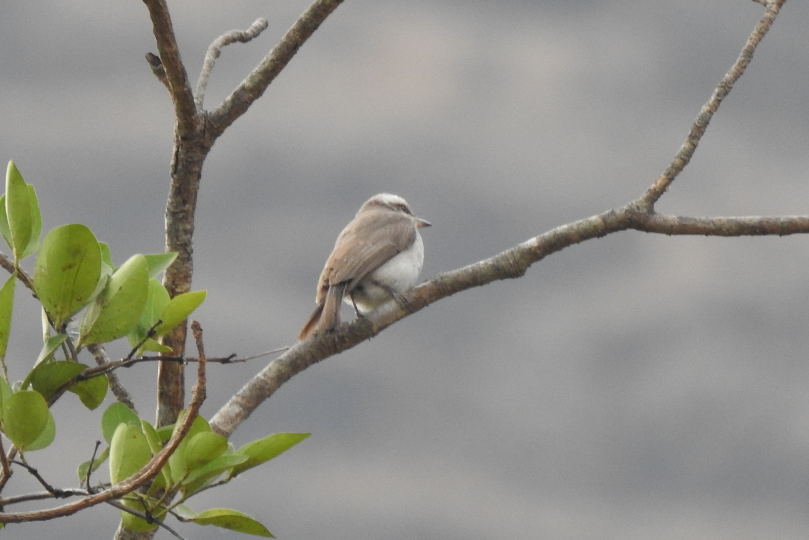 Common Woodshrike (Tephrodornis pondicerianus), photo 5